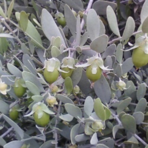 بذور شجرة الجوجوبا