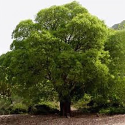 بذور شجرة الخروب Ceratonia siliqua