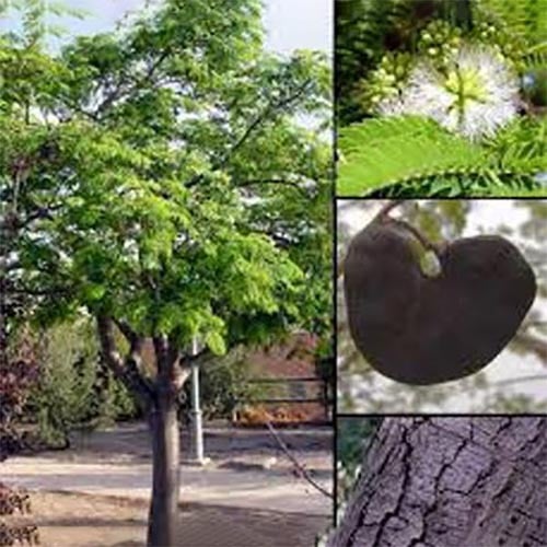 بذور شجرة انترلوبيوم