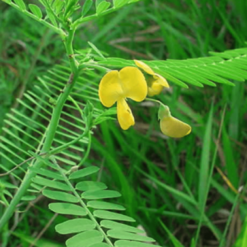 بذور شجرة السيسبان