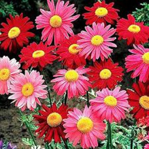 بذور نبات زهرة البريثروم