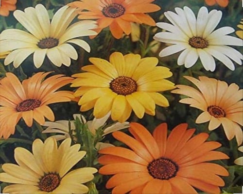 بذور زهرة الديمورفوتيكا (Dimorphotheca app)