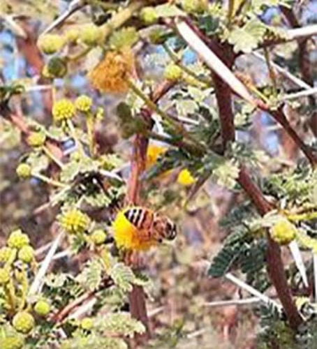 بذور شجرة السلم