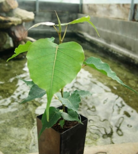 بذور شجرة لسان العصفور