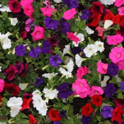 بذور زهور البتونيا