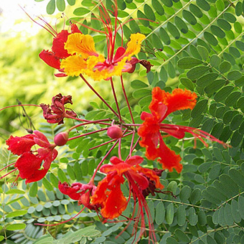 بذور السيسالبينيا ( زهرة الطاووس )