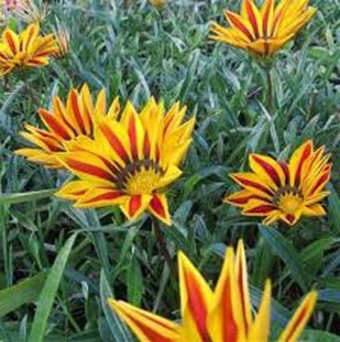 بذور زهرة جازانيا