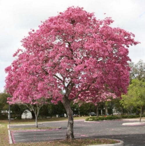 بذور شجرة التابوبيا روز الوردية Tabebuia Rosea