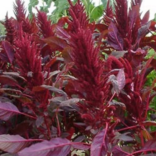 بذور زهور الأمرانتس