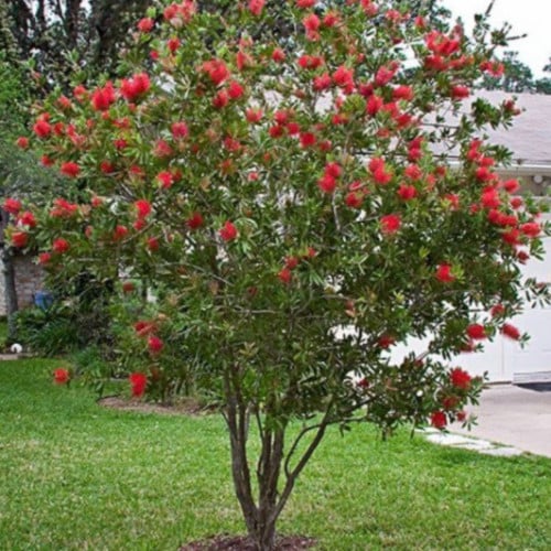 بذور شجرة فرشاة الزجاج