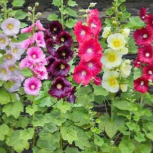 بذور زهرة الختمية أو الخطمية