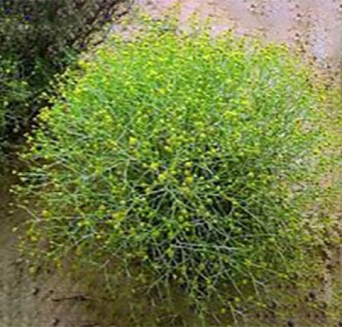 بذور نبات العرفج