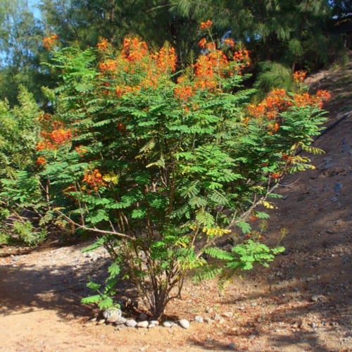 بذور السيسالبينيا ( زهرة الطاووس )