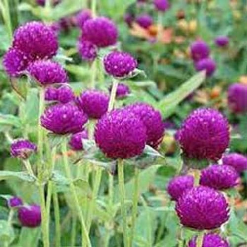 بذور زهرة جمفرينا (الكرة الأرجوانية)