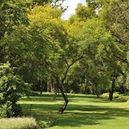 بذور شجرة البونسيانا الصفراء