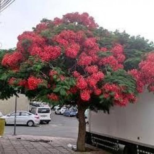 بذور شجرة البونسيانا الحمراء