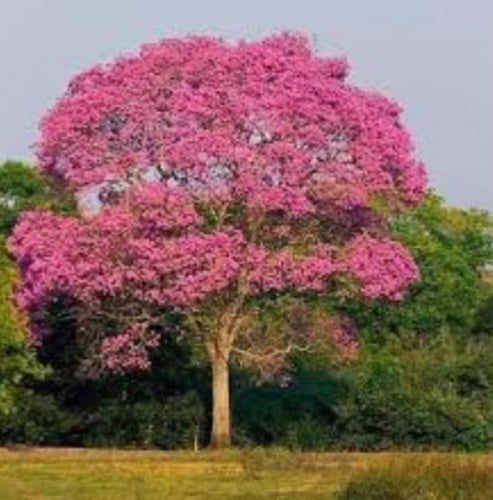 بذور شجرة التابوبيا روز الوردية Tabebuia Rosea