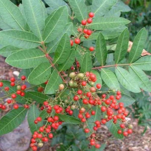 بذور شجرة الفلفل العريض