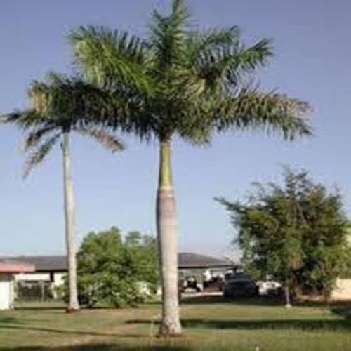 بذور نخيل ملوكي