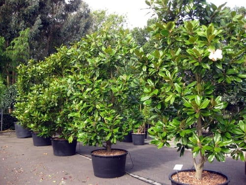 بذور شجرة ماغنوليا Magnolia grandiflora
