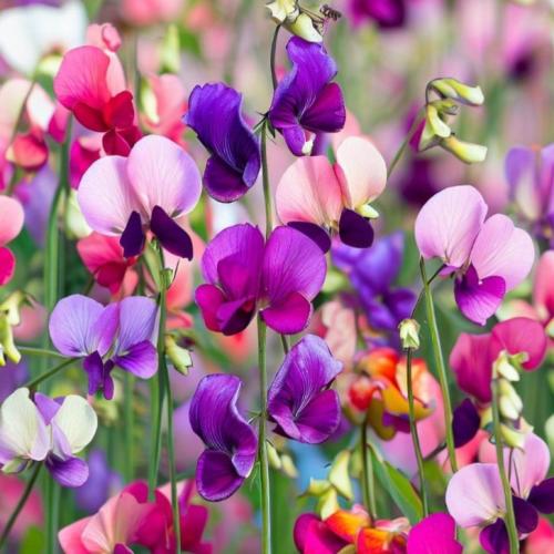 بذور بسلة الزهور (Lathyrus odoratus)