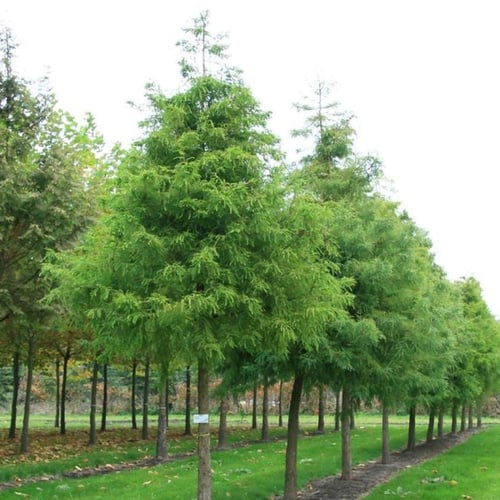 بذور شجرة تاكسوديم (Taxodium distichum)