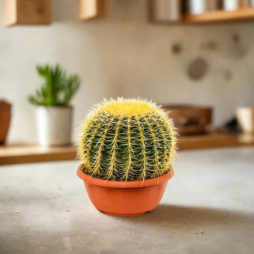 بذور صبار ( عمة القاضي )