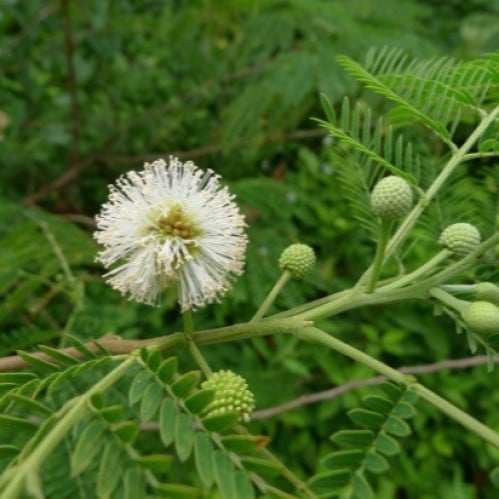 بذور شجرة اللوسينيا