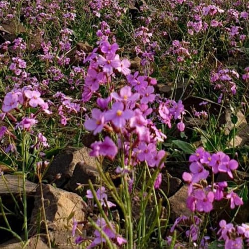 بذور نبات اليهق