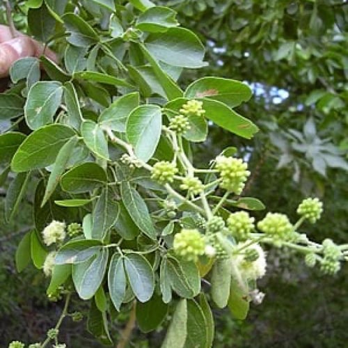 بذور شجرة اللوز الهندي (Pithecellobium)