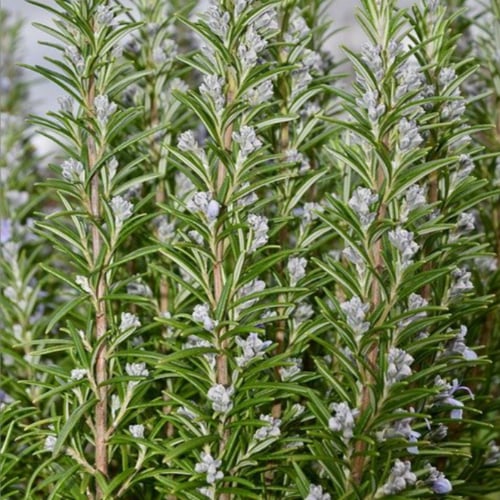 بذور أكليل الجبل