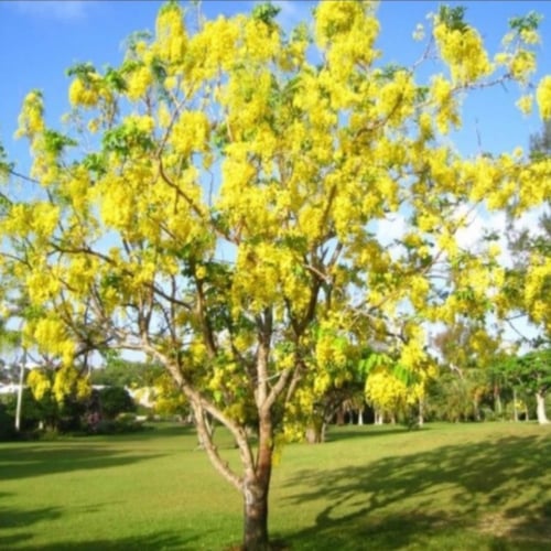 بذور كاسيا فستيولا Cassia fistula