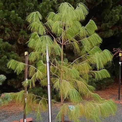 بذور شجرة الصنوبر الهندي (Pinus roxburghii)