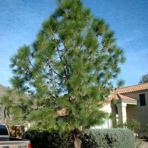 بذور شجرة الصنوبر الهندي (Pinus roxburghii)