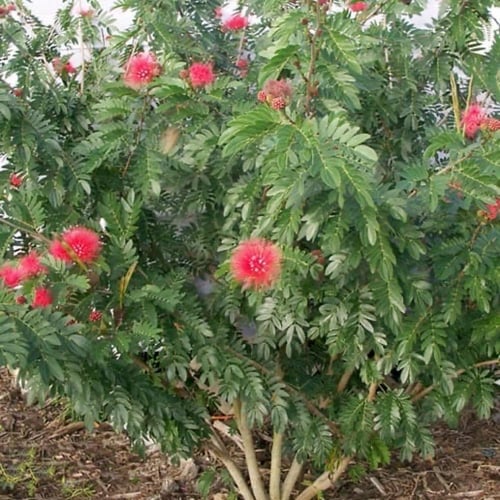 بذور شجرة كلياندرا (Calliandra)