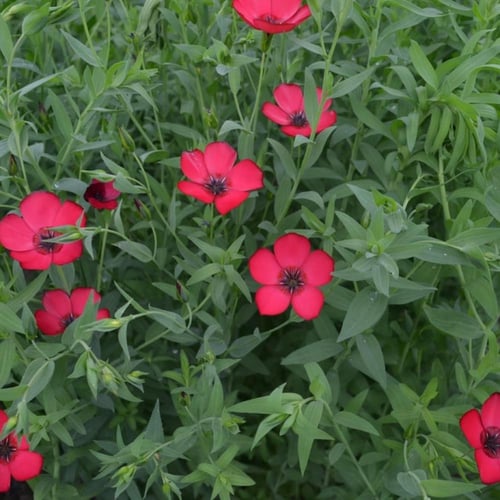 بذور كتان الزهور