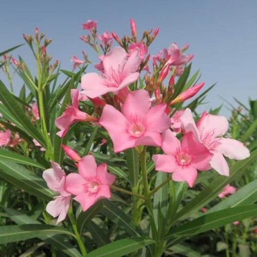 بذور شجرة الدفلة الوردي (Nerium oleander)