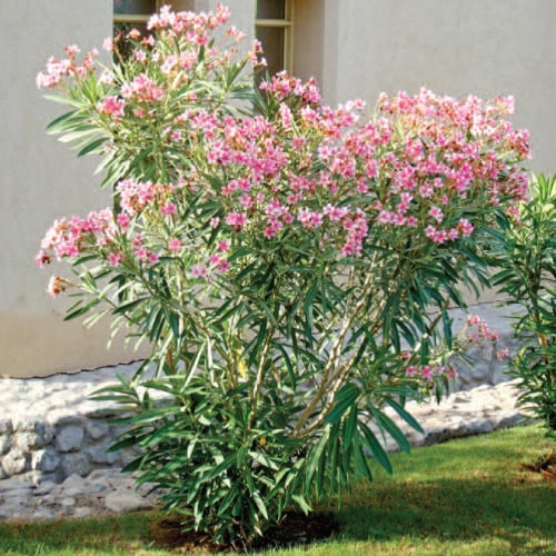 بذور شجرة الدفلة الوردي (Nerium oleander)