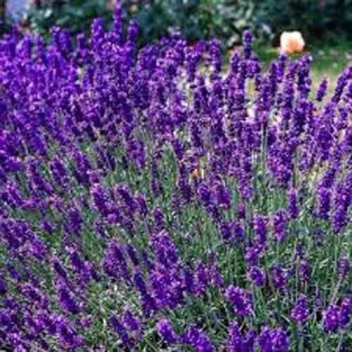 بذور اللافندر