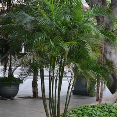 بذور نخيل الأريكا الصفراء (Dypsis lutescens)