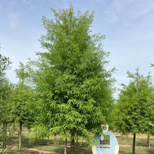 بذور شجرة تاكسوديم (Taxodium distichum)