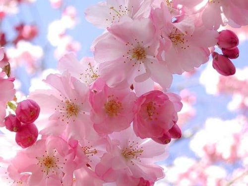 بذور شجرة ساكورا (الكرز اليابانية) Prunus serrulat...