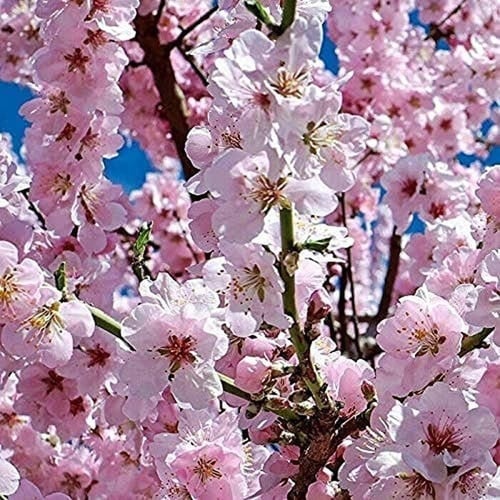 بذور شجرة ساكورا (الكرز اليابانية) Prunus serrulat...