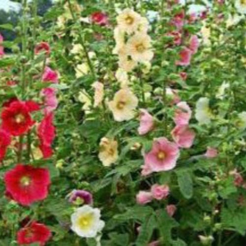 بذور زهرة الختمية أو الخطمية