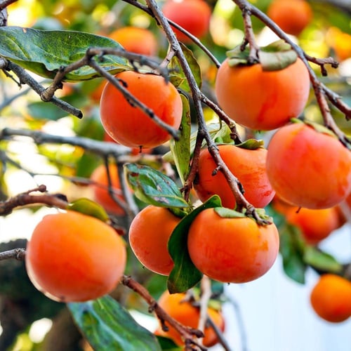 بذور نبات فاكهة الكاكا (Diospyros kaki)