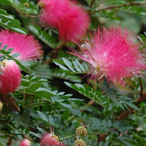 بذور شجرة كلياندرا (Calliandra)