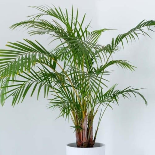 بذور نخيل الأريكا الصفراء (Dypsis lutescens)