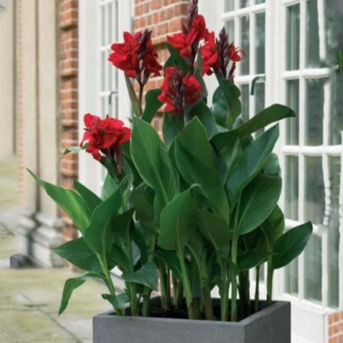 بذور الكنا الحمراء