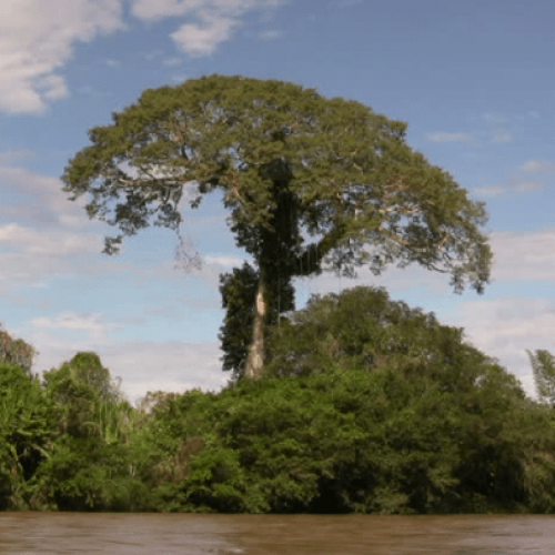 بذور شجرة الكابوك