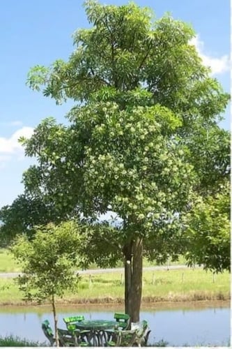 بذور شجرة الستونيا (مليون زهرة)